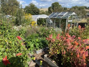 plot 11