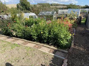 plot 12