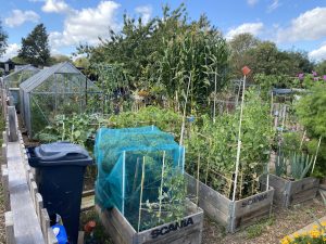 plot 16