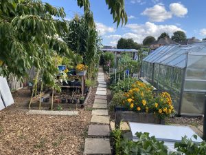 plot 20