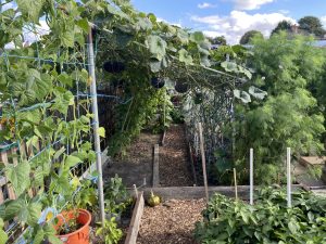 plot 21