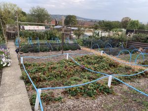 plot 24