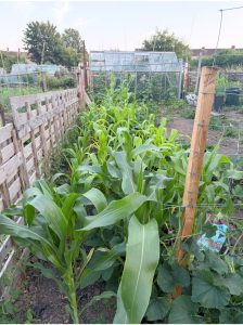 plot 6