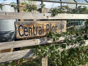 plot 31